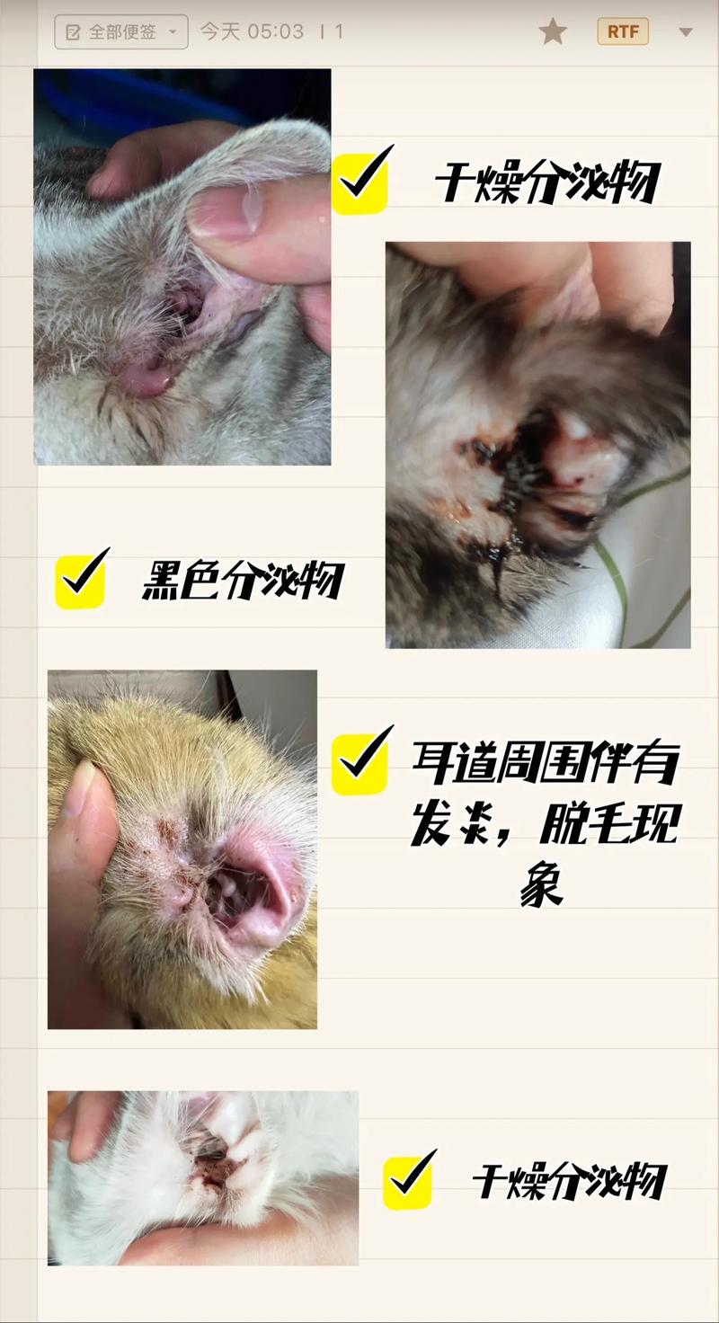 耳中取出活体猫螨虫