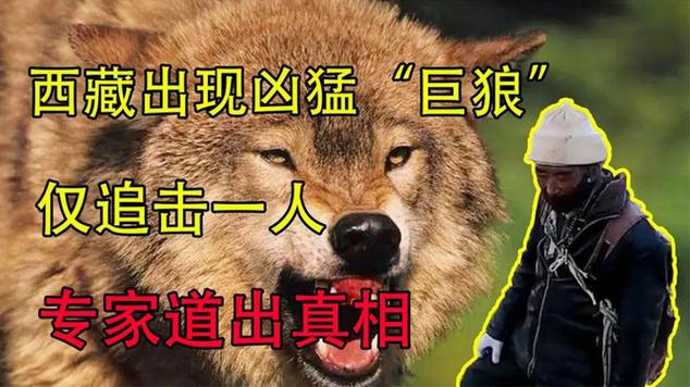 西藏自驾遭两狼夹击