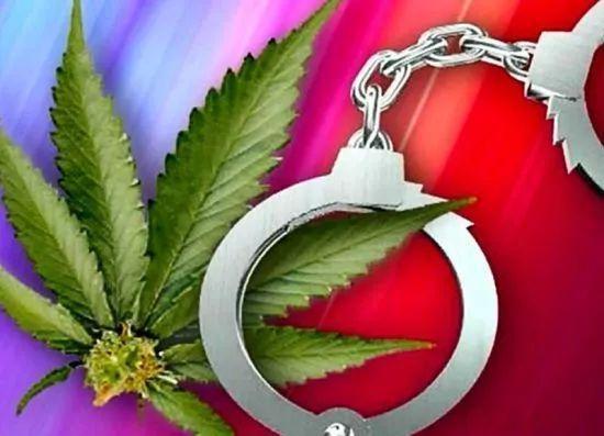 新澳门4949最新彩和糖果检出大麻成分与